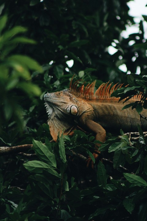 brown and gray bearded dragon on green leaves zX6X