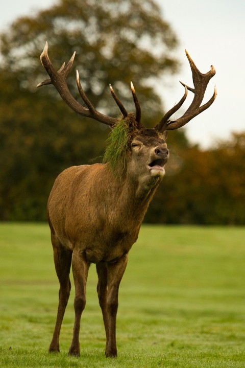 brown deer on field WP1O_