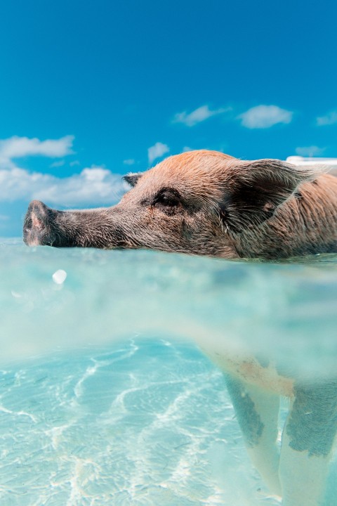 brown board swimming in water