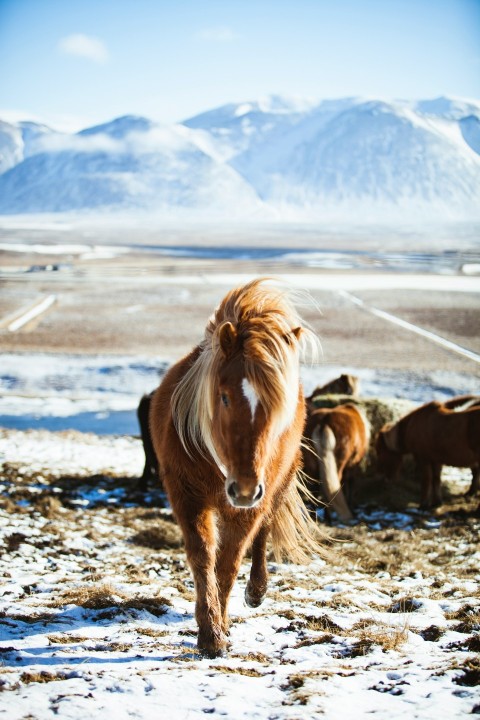 close up photography of brown horse walking front of ice capped mountain