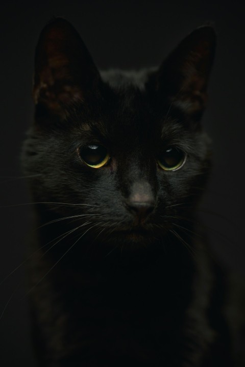 a close up of a black cat with yellow eyes