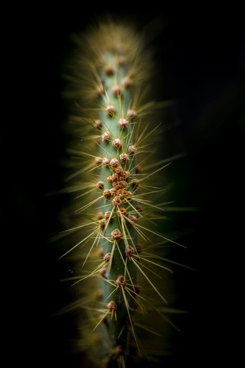 green cactus