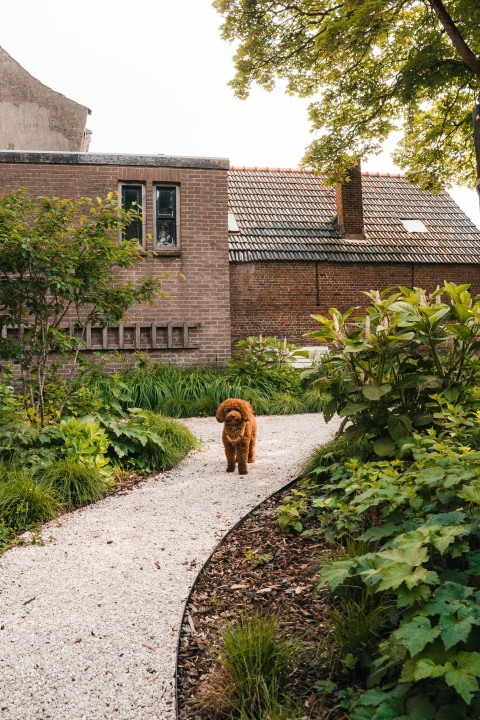 a dog walking down a path in a garden