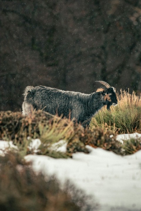 a ram with horns in the snow