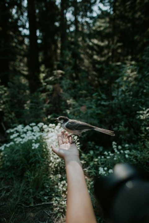 brown bird on persons hand