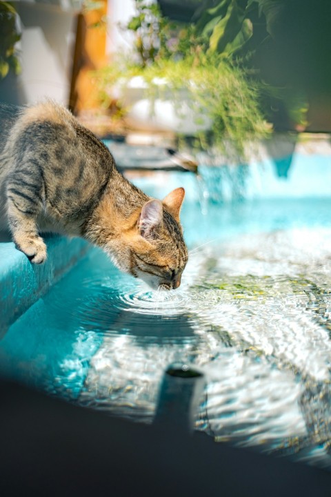 a cat drinking water from a pool of water