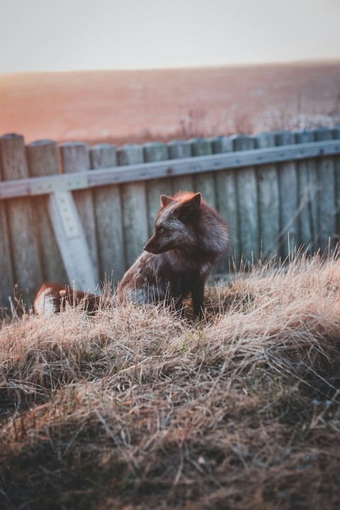 brown fox on brown grass during daytime