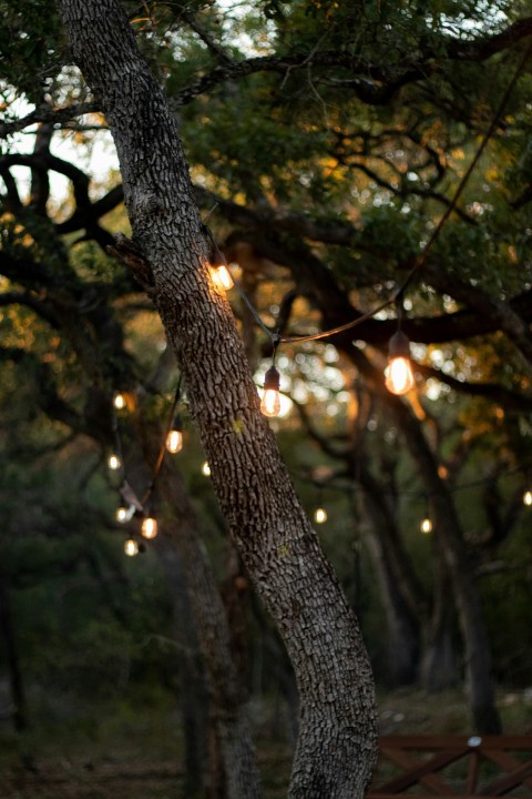 green leafed trees during daytime