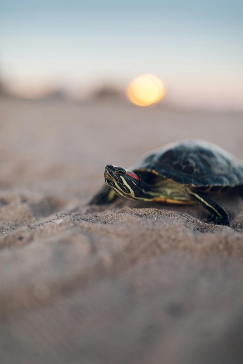 black and yellow turtle on brown sand during daytime