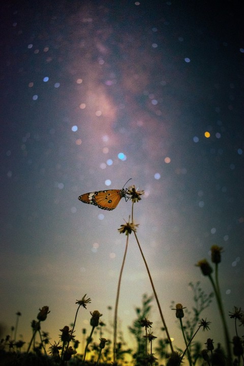 a butterfly sitting on top of a flower