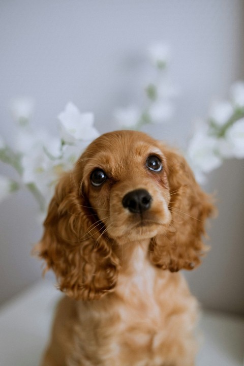 a dog looking at the camera