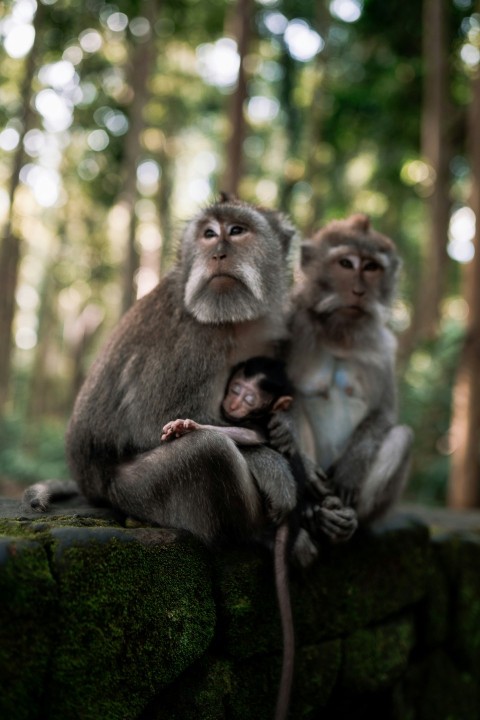 a couple of monkeys sitting on top of a rock