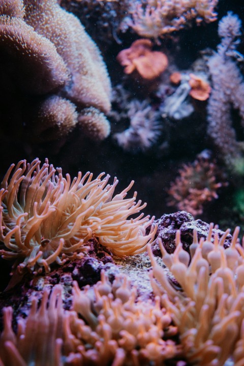 anemone and sea anemones in an aquarium