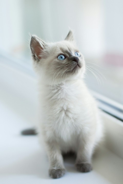 white cat