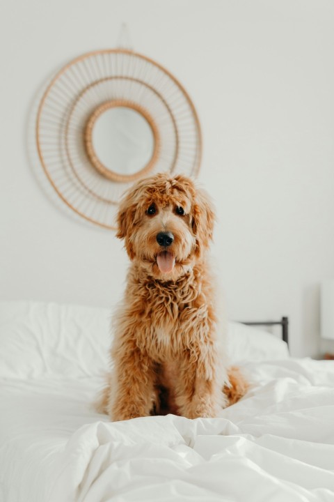 long coated brown dog