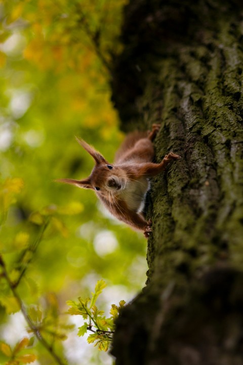 a squirrel is peeking out from behind a tree