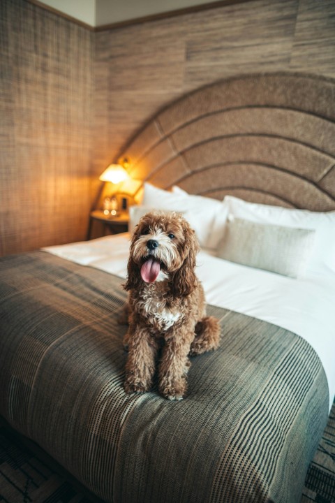 brown short coated dog