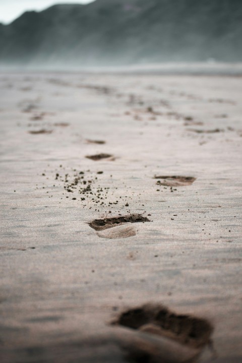 brown and white bird on beach shore during daytime