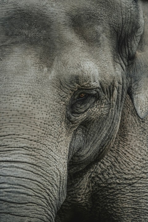 grey elephant close up photography