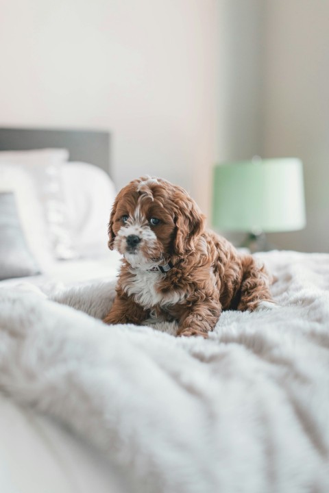 long coated brown puppy inside room