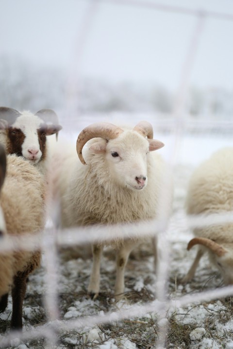 a herd of sheep standing on top of a snow covered field