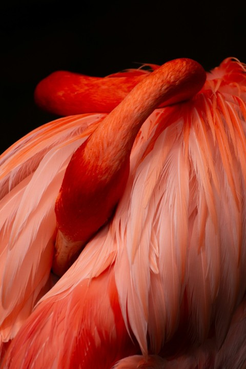 a close up of a flamingos head and neck