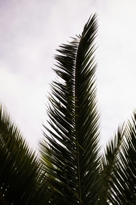 green fern plants d5TTA78