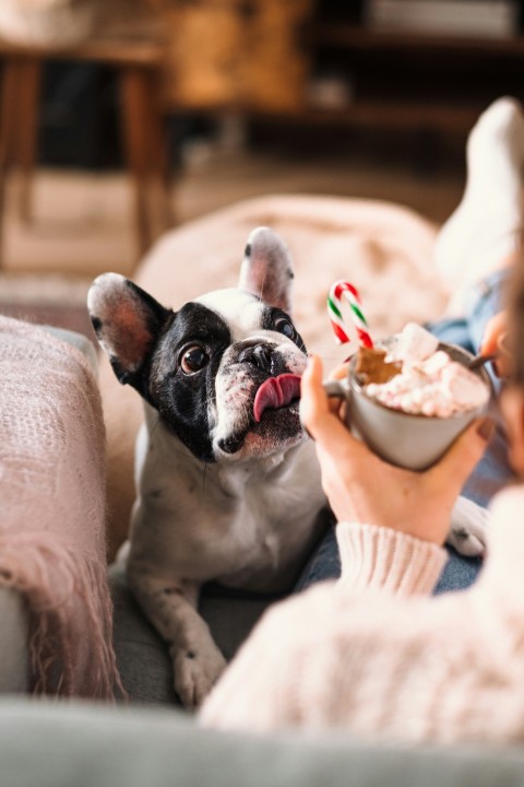 a dog sitting on a couch with a bowl of food in its mouth