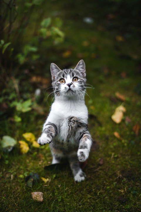 white and black cat on green grass MBgN