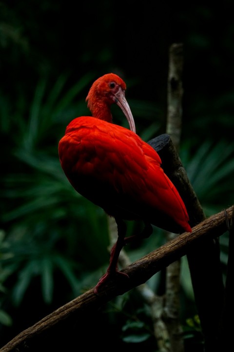 black and red peacock near green leafed plant