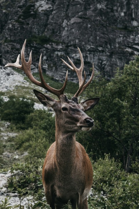 brown moose in green field