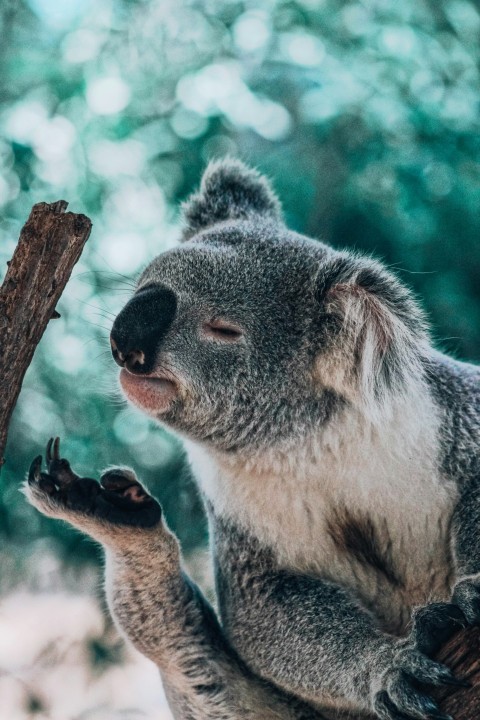 koala bear smelling foot XObb1sV