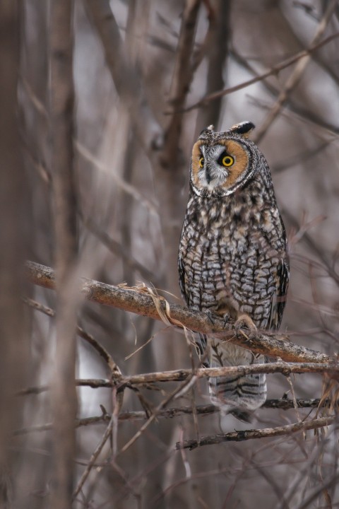 an owl is perched on a tree branch APy