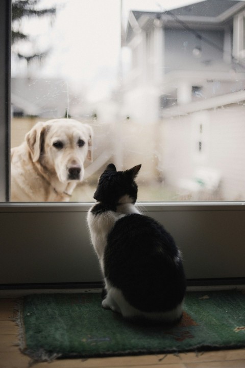 black and white cat watching adult yellow labrador retriever on window