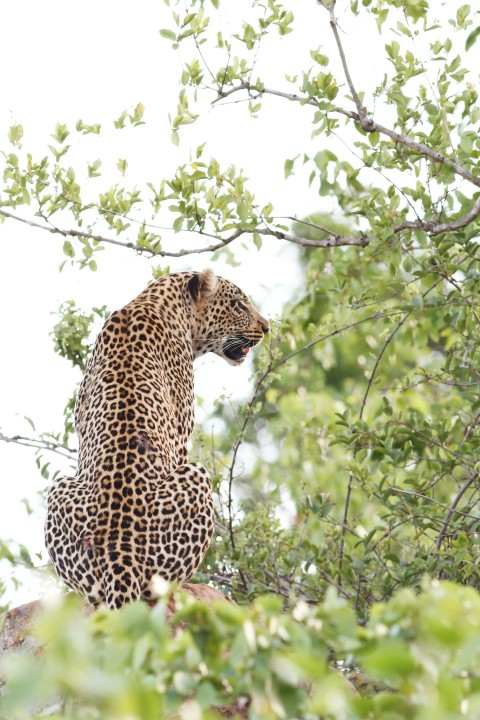 jaguar on rock