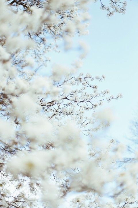 a tree with white flowers