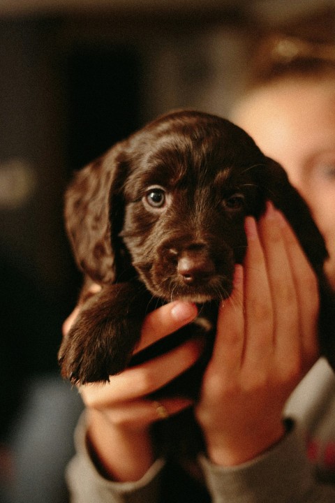 close up photography of chocolate labrador retriever