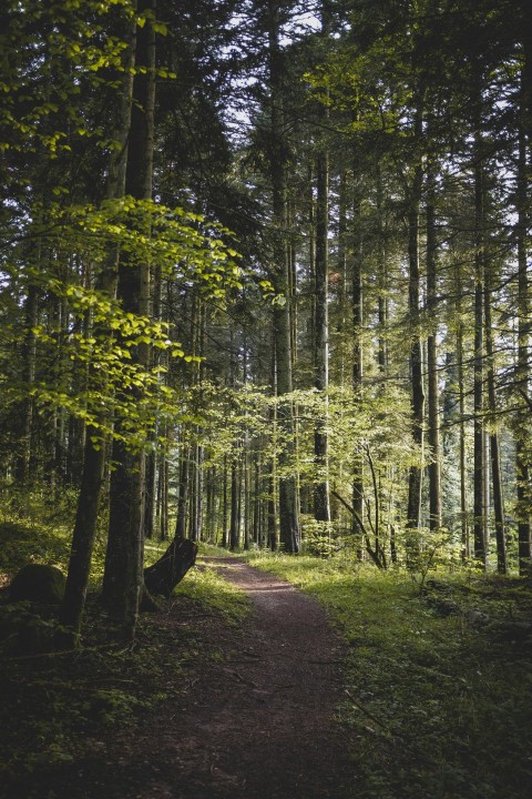 green trees on brown soil