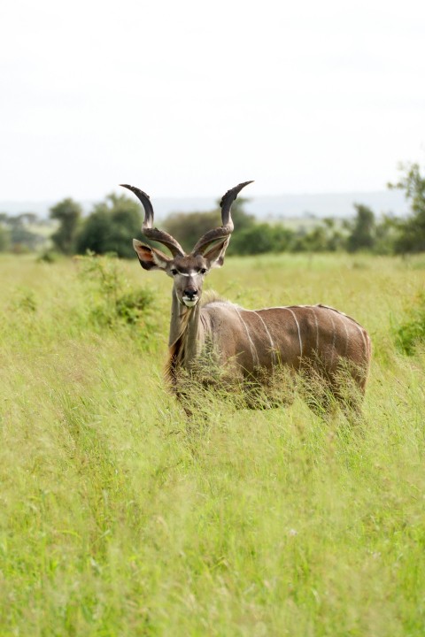 an antelope standing in a field of tall grass