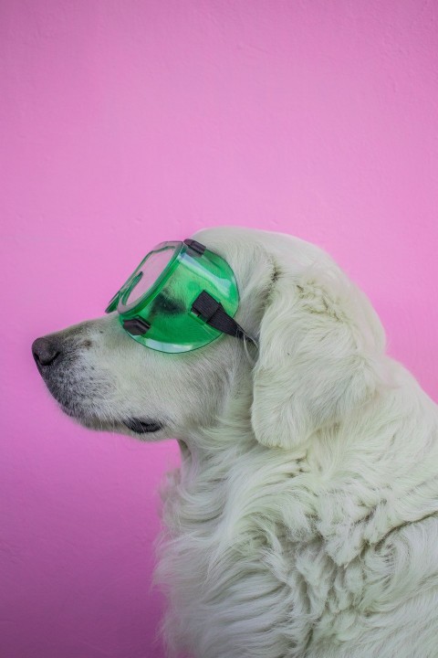 white long coated dog wearing green framed sunglasses