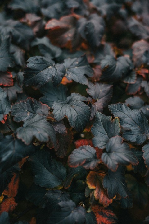 a group of leaves