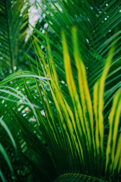 green leafed plant