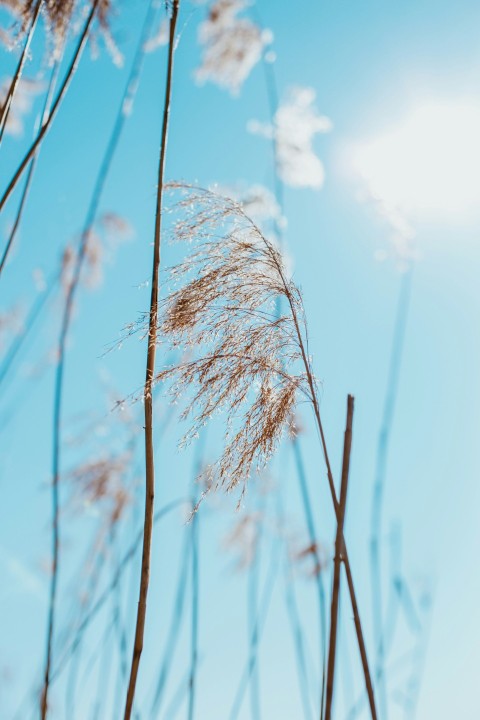 brown wheat under blue sky during daytime g6Z