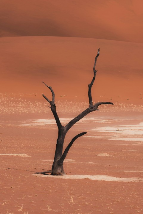 a tree in the desert lE7RZjA9