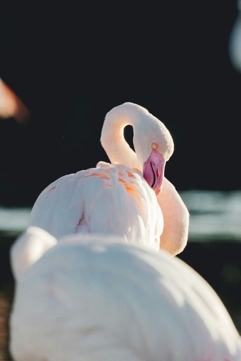 a close up of a white bird with a pink beak