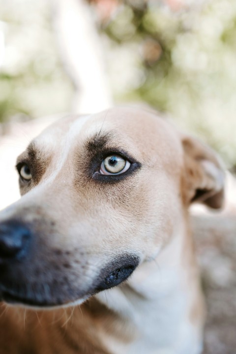 brown and white short coated dog