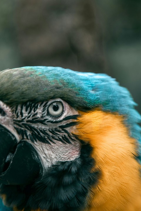 blue black and yellow parrot macro photography