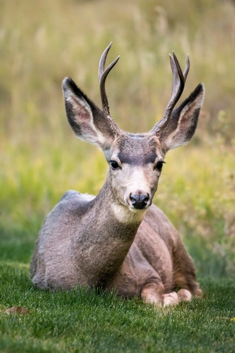 selective focus of brown deer lying on green grass during daytime