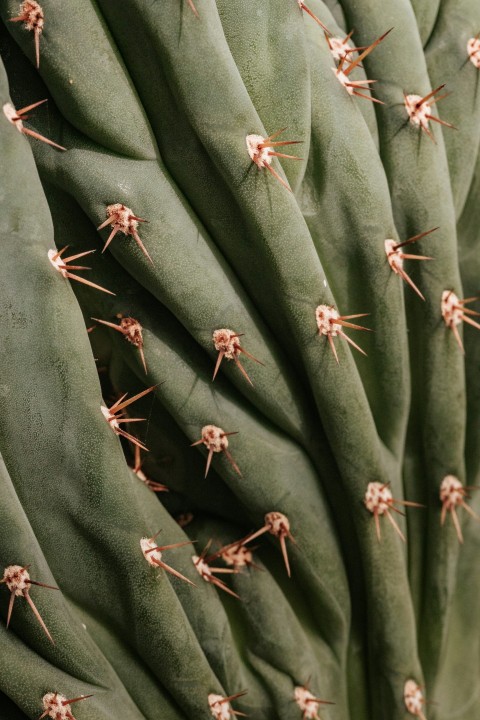 a close up of a green cactus with small white flowers