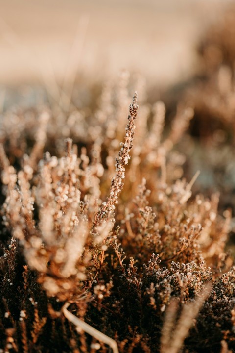 a close up of a plant with small flowers XjRn5j